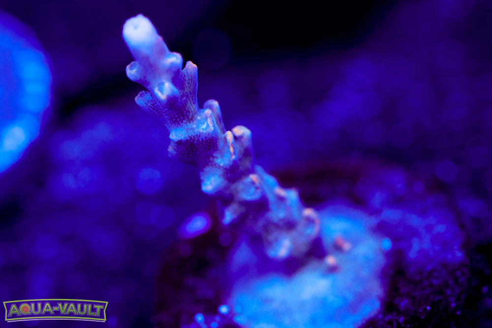 Ultra Violet Acro