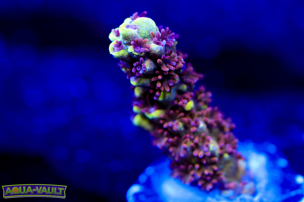 CV Crab Rangoon Acro