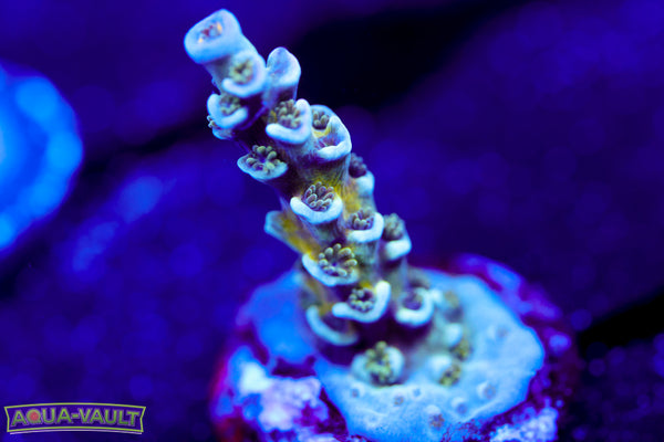 Pink Highlighter Acro