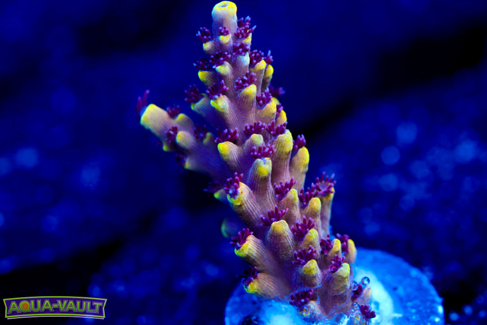 CV Jack Fruit Acro 1