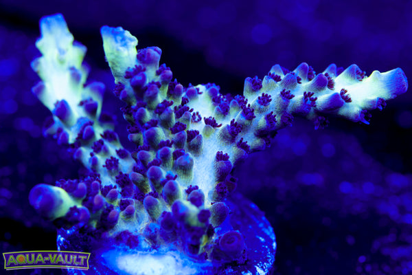 ORA Pearl Berry Acro 2