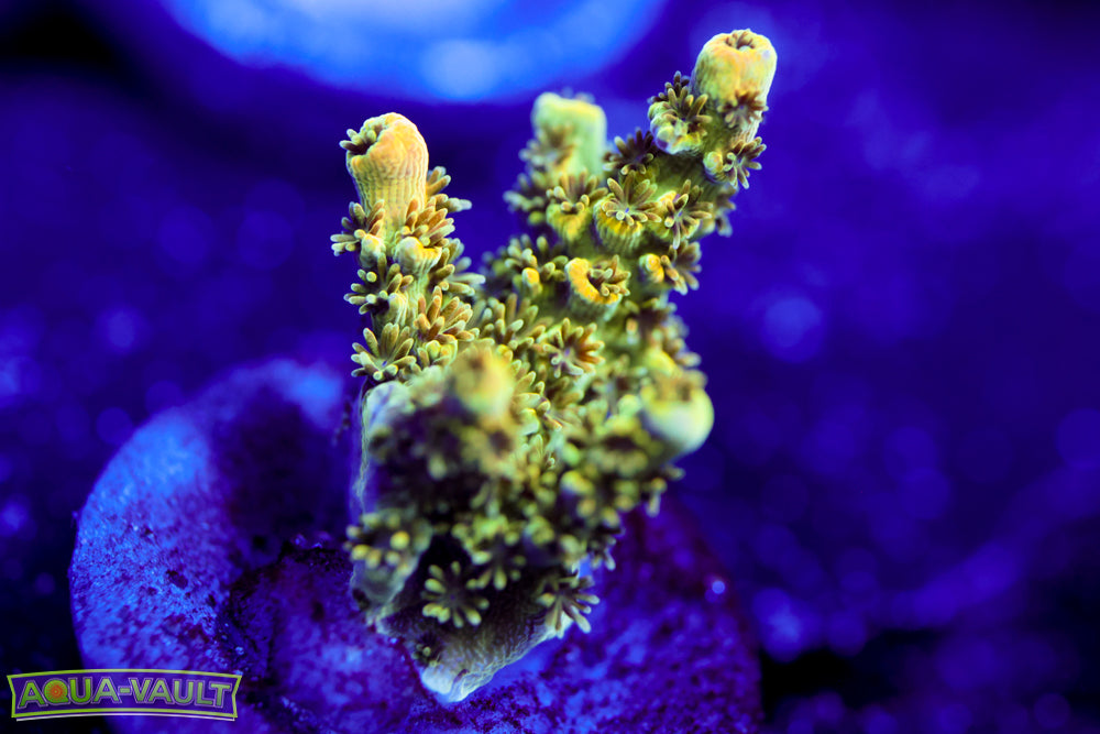 TSA Bill Murray Acro