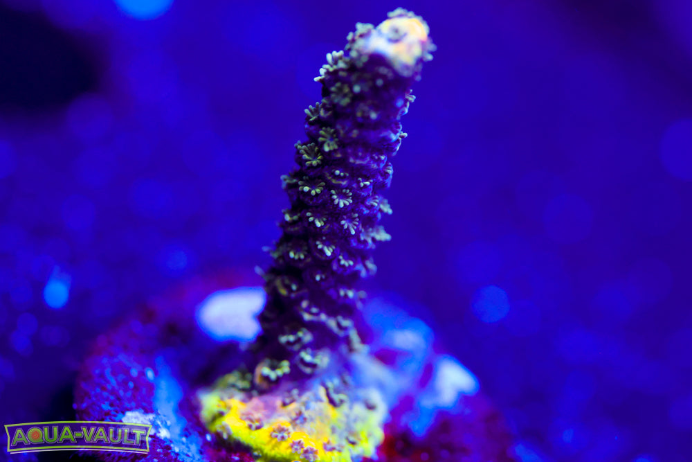 BC Conveyor Belt Flesh Dunce Acro 2