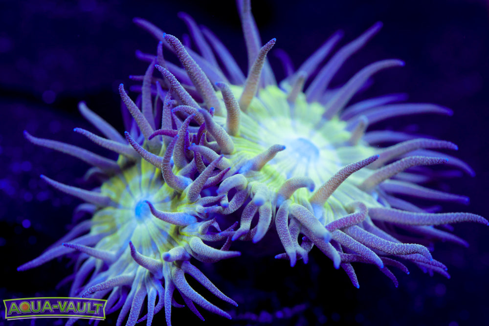 Two Head Branching Duncan Coral