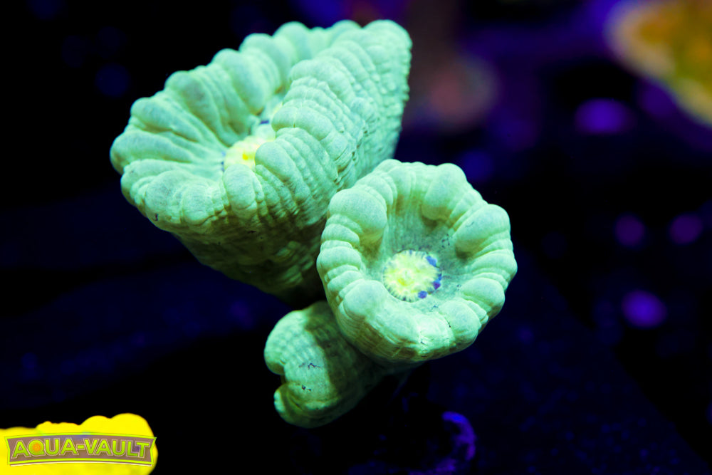 Teal Trumpet Coral