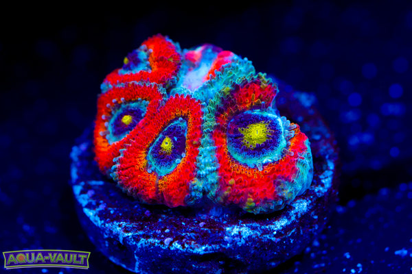 F2M Holy Grail Micromussa