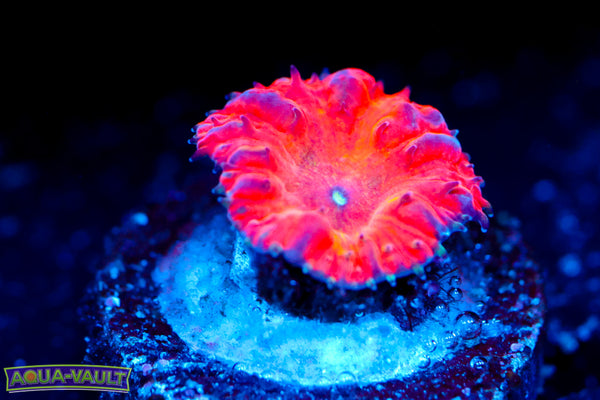 WWC Rainbow Blasto
