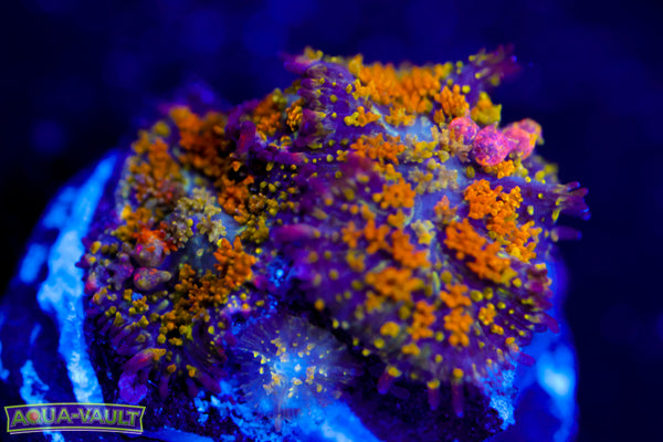 Double Gonzo's Golden Dragon Bounce Mushroom