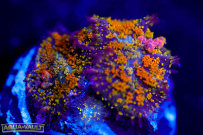 Double Gonzo's Golden Dragon Bounce Mushroom