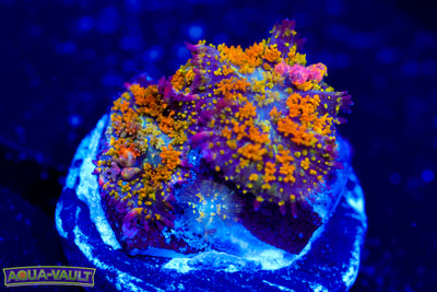 Double Gonzo's Golden Dragon Bounce Mushroom