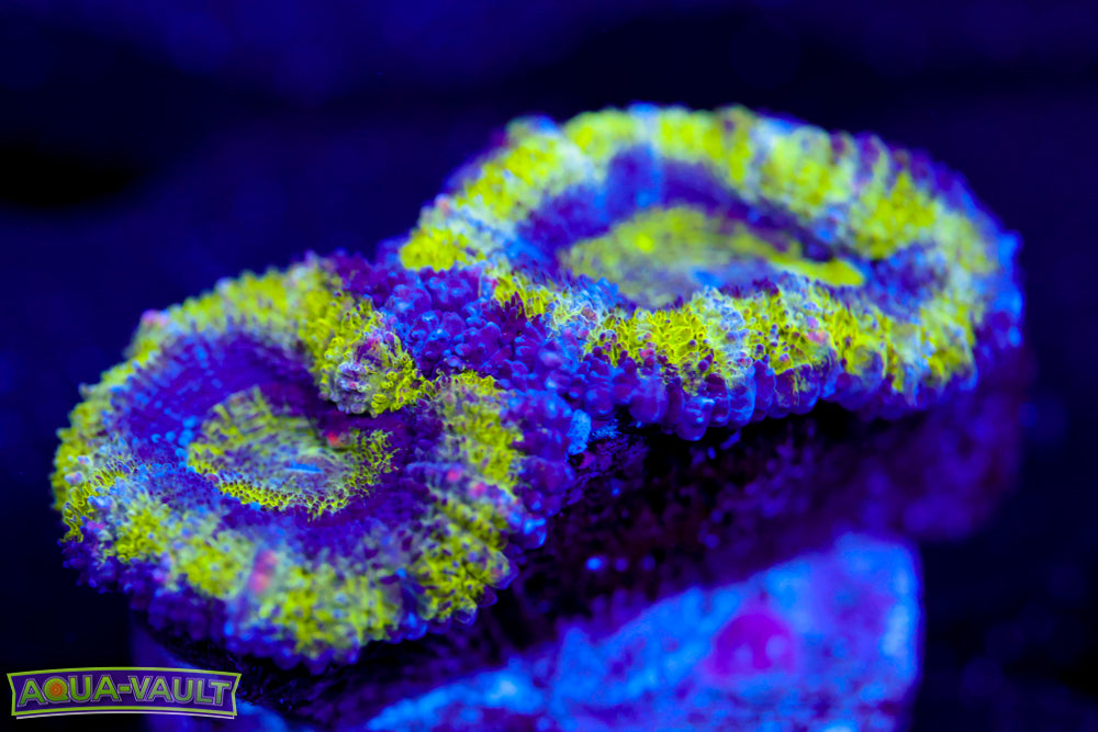 Alien Eye Acan
