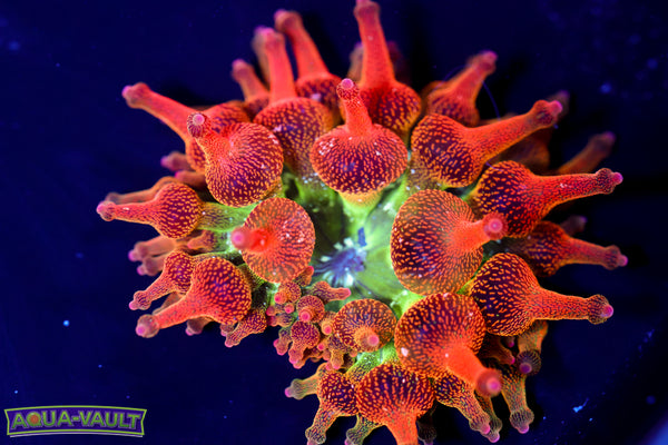 ECC Nexus Blaze Anemone 2