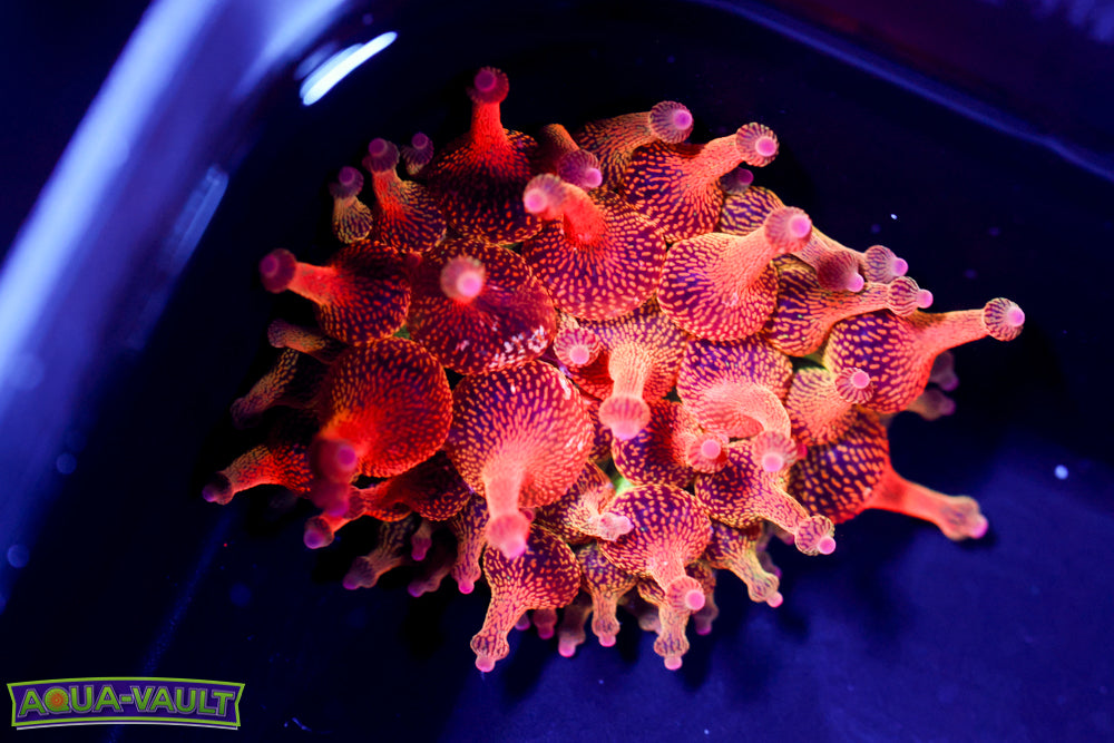 ECC Nexus Blaze Anemone 1