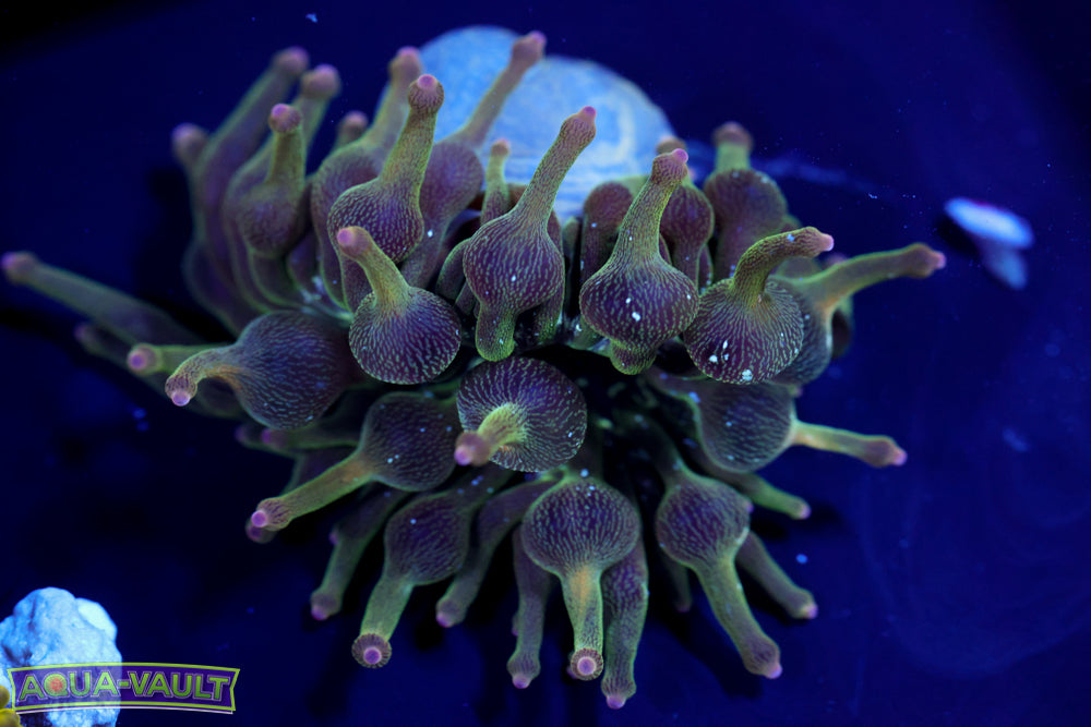 ECC Nexus Joker Anemone 1