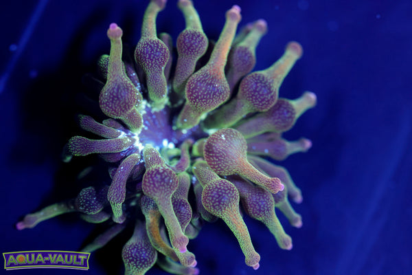 ECC Nexus Joker Anemone 2