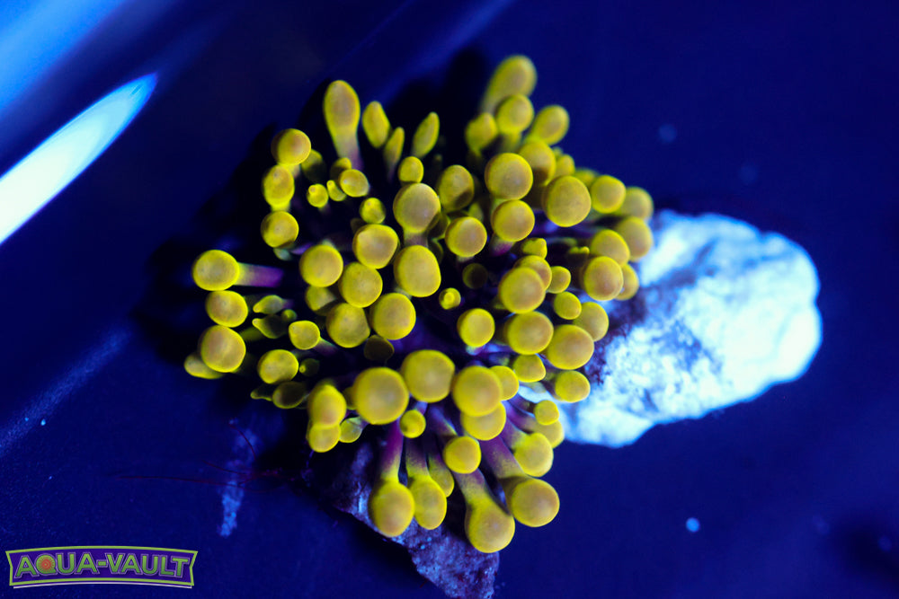 Mini Green Bubble Anemone