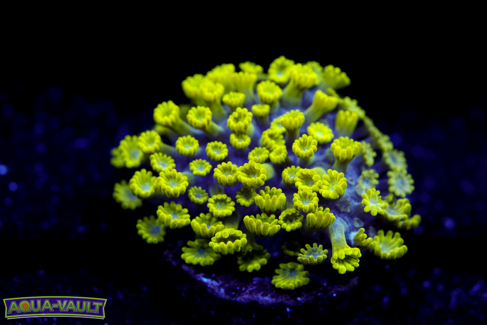 CV Grouch Micro Alveopora 1