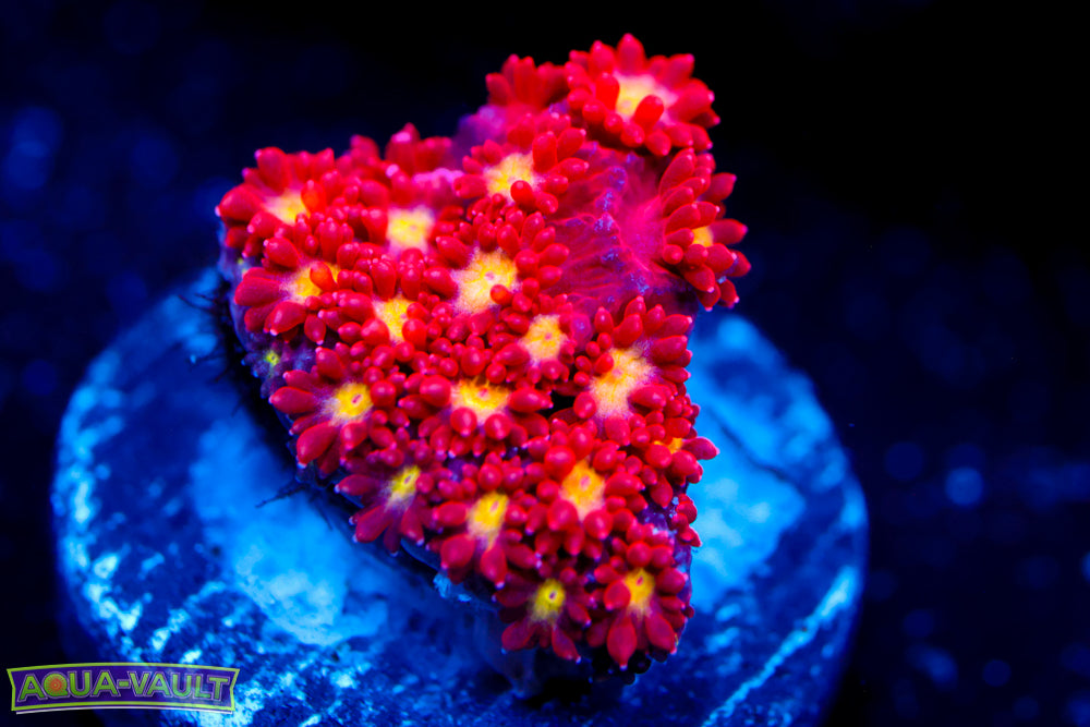 Combustion Micro Goni 1