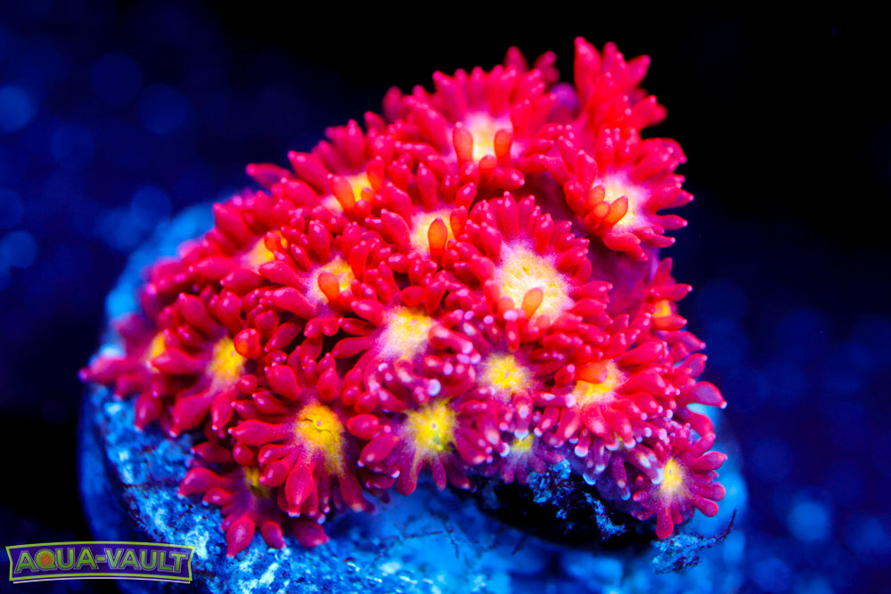 Combustion Micro Goni 2