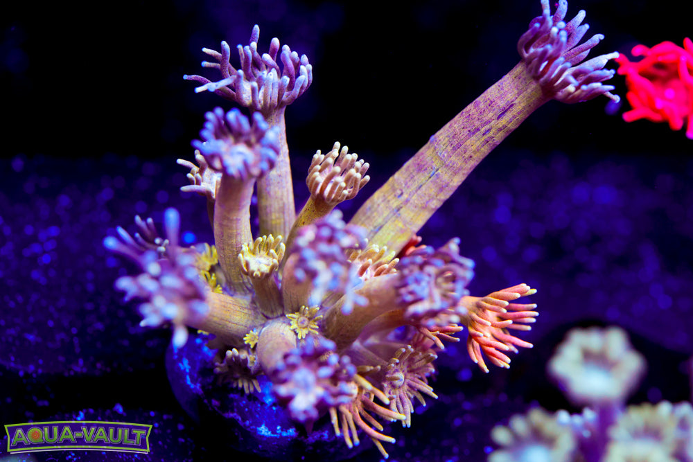 Rainbow Pink Spider Goni