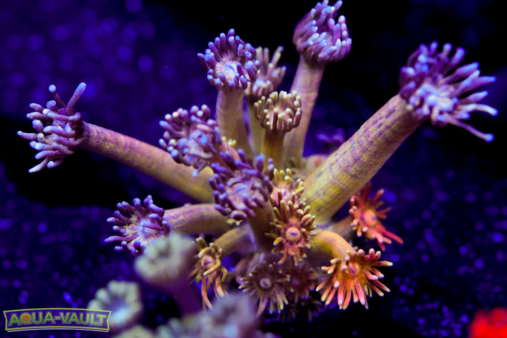 Rainbow Pink Spider Goni