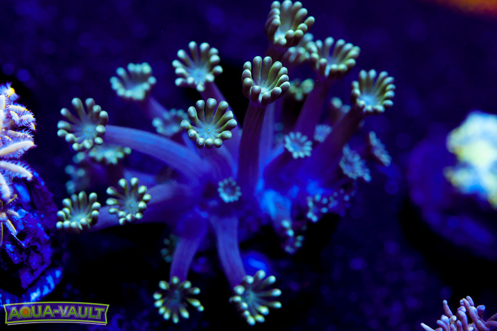 Lime Green Flower Alveopora 2