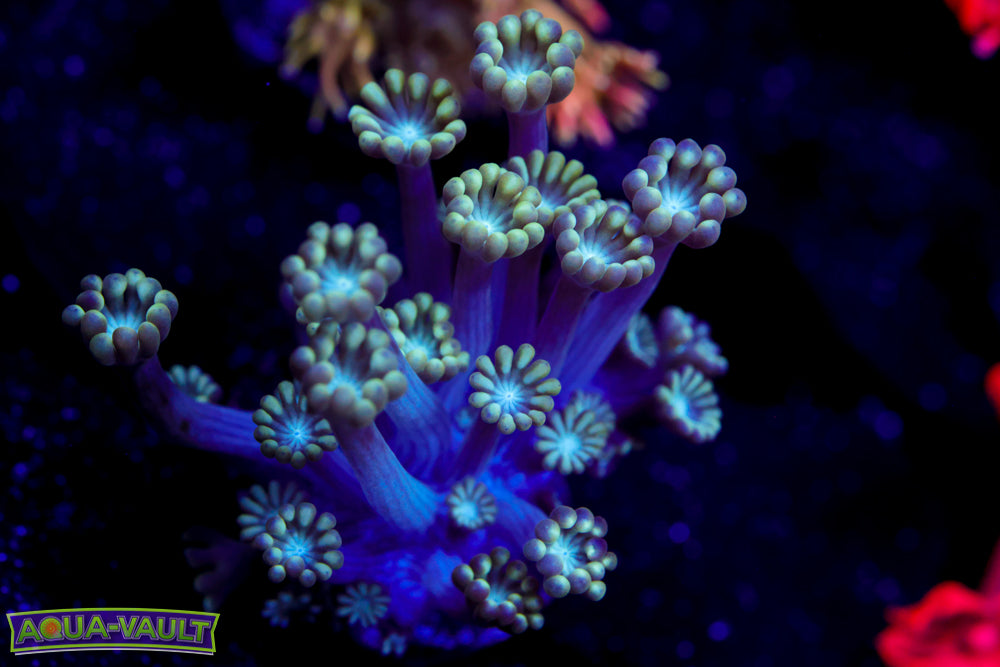 Lime Green Flower Alveopora 1