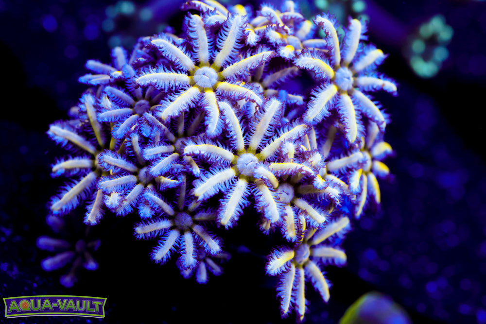 Reunion Flower Pipe Organ 1