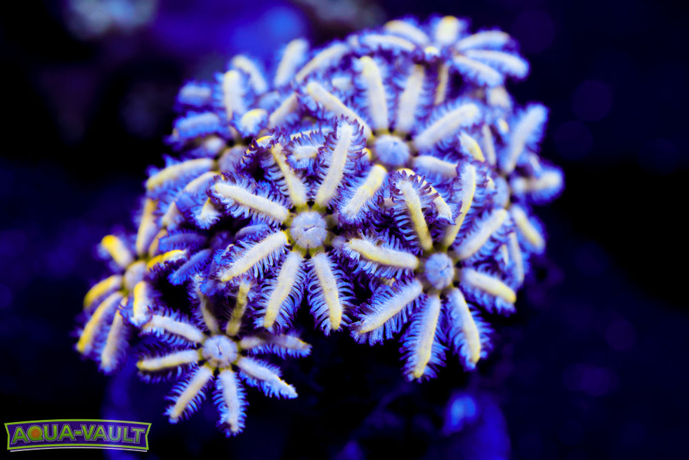 Reunion Flower Pipe Organ 2