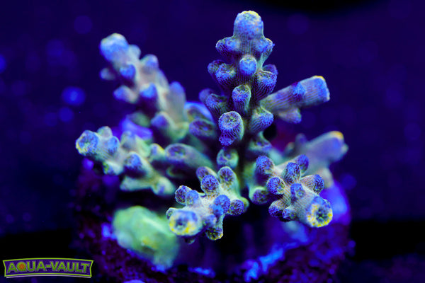 Candyman Acro