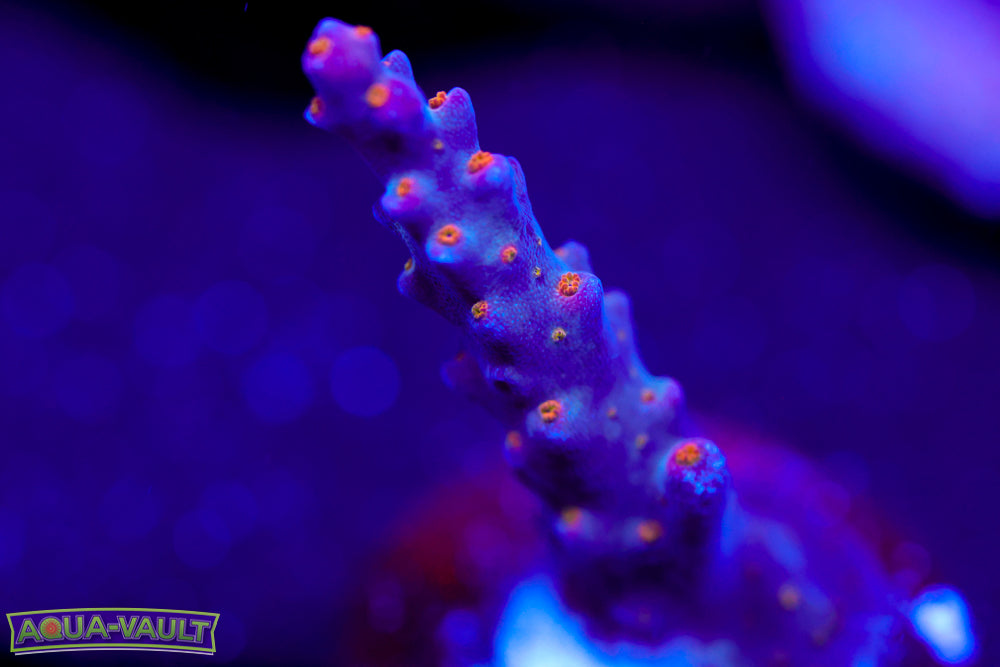 ARC Fireworks Acro 1