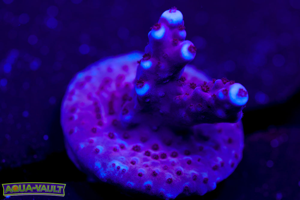 BC Space Laser Acro 2