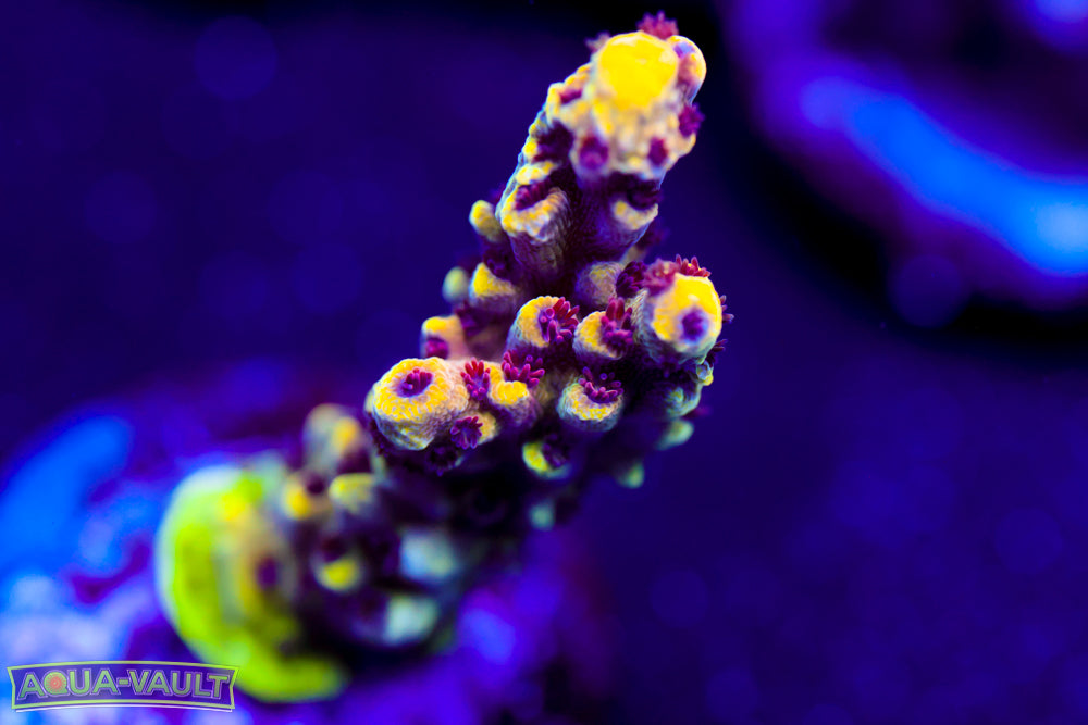 CV Jack Fruit Acro 2