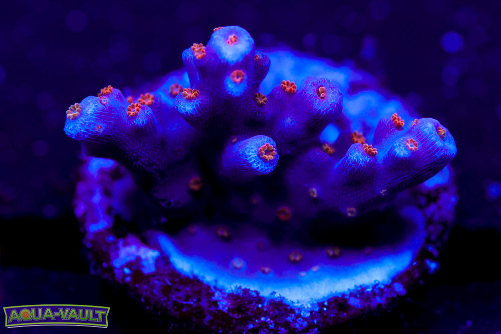 ARC Fireworks Acro 2