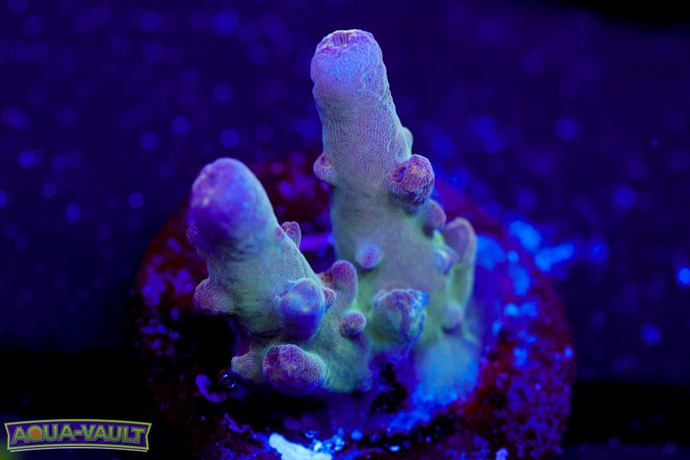 WWC Purple Candle Acro 2