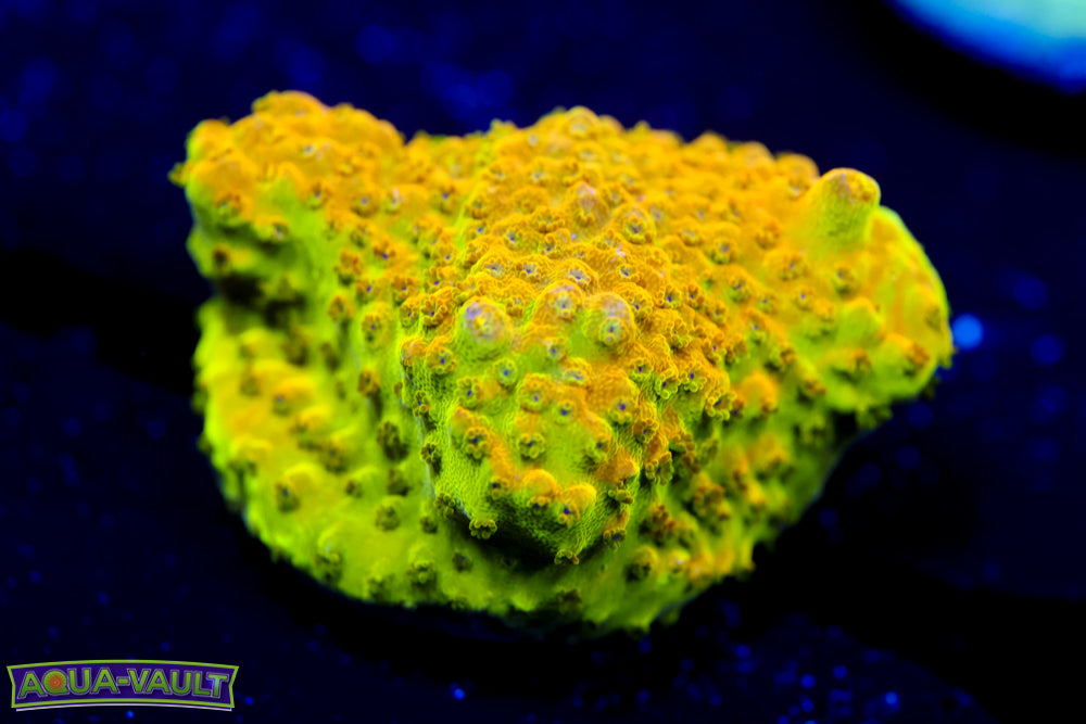 GB Shocktart Acro Base 1