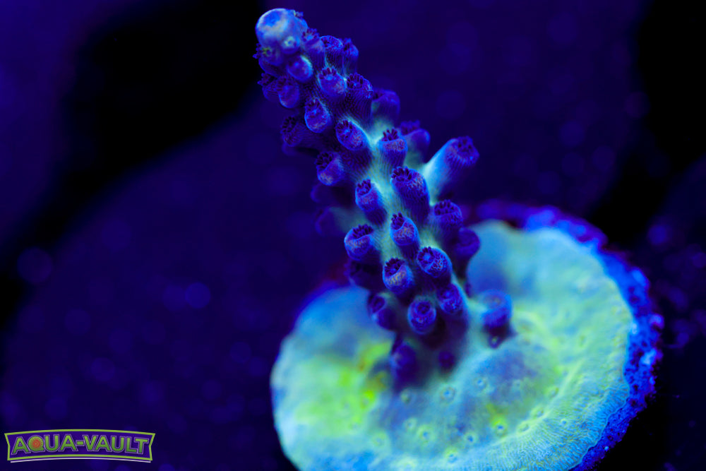 ORA Pearl Berry Acro 1