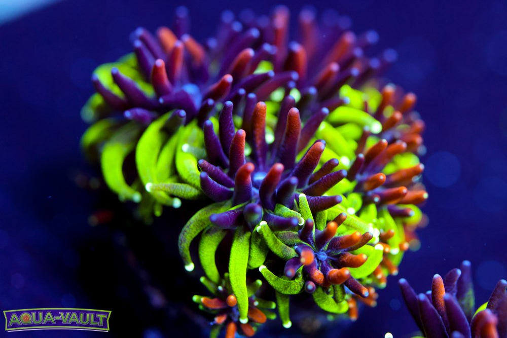 Sonic the Hedgehog Galaxea 1