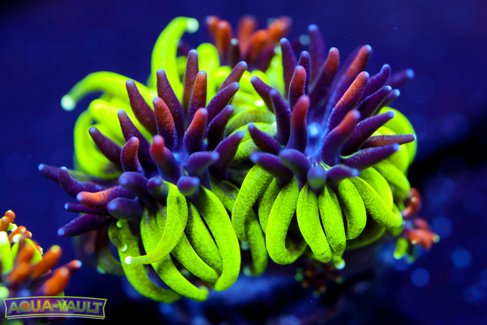 Sonic the Hedgehog Galaxea 2