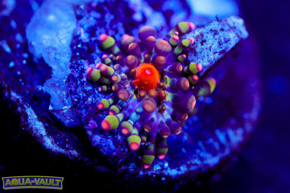 CV Animal Bean Bag Bounce Baby