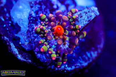 CV Animal Bean Bag Bounce Baby