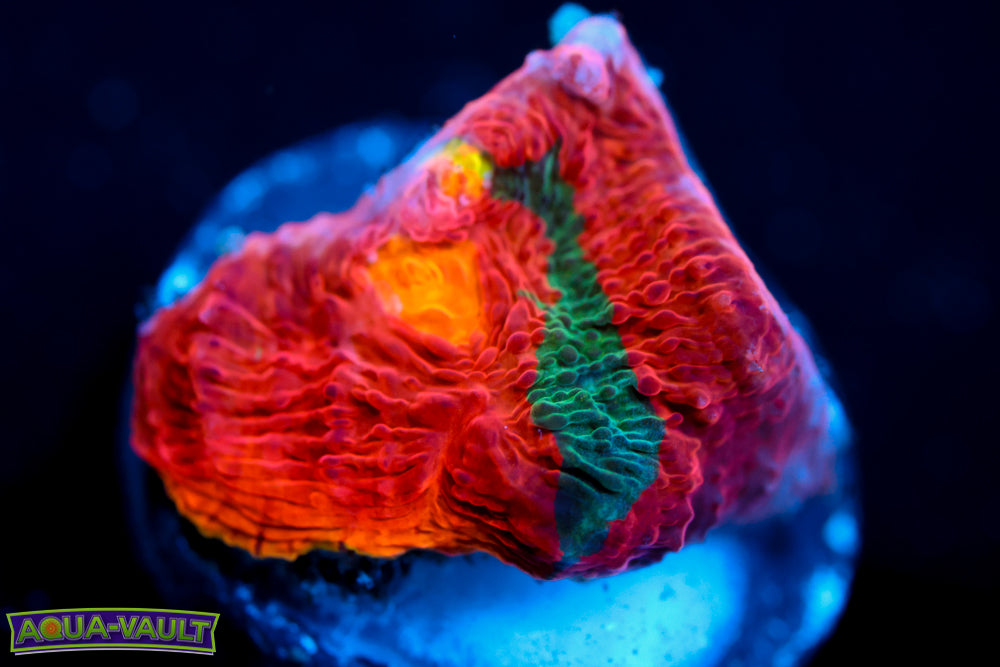 Jelly Bean Rainbow Chalice 1