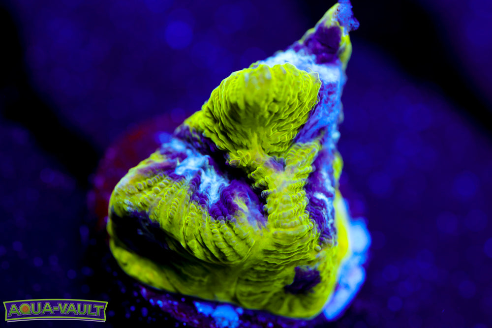 Court Jester Platygyra