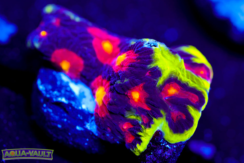 JF Anti Venom Favia 2