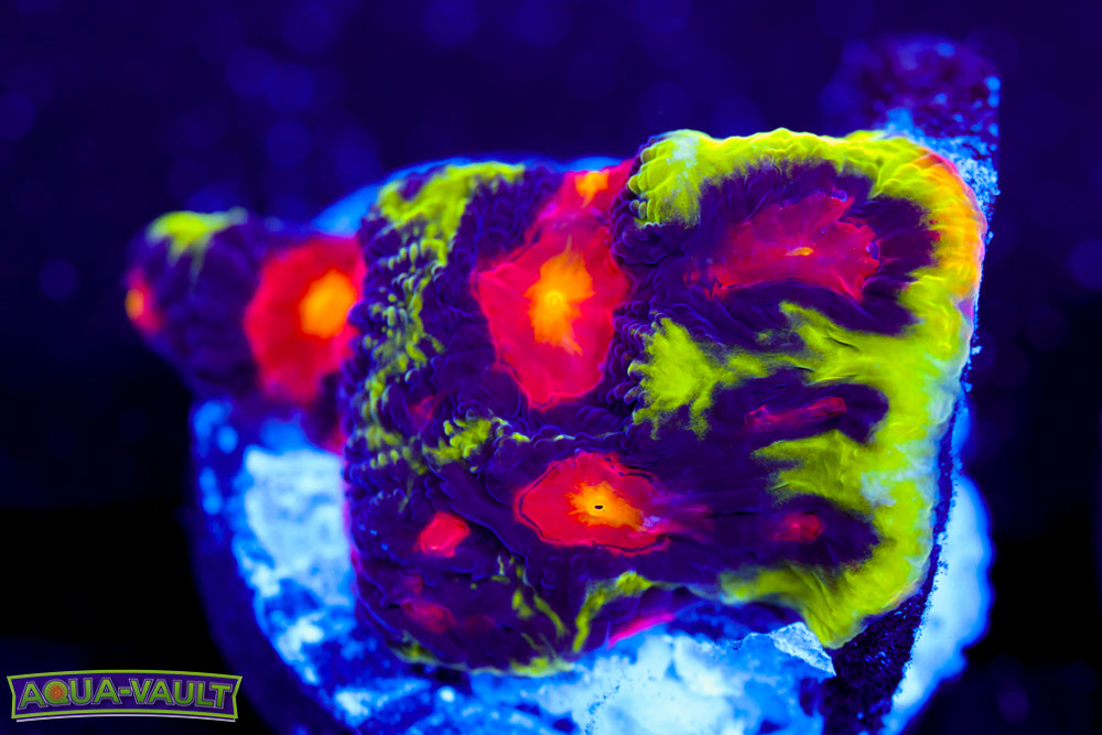 JF Anti Venom Favia 1