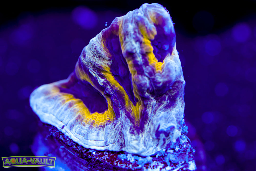 Lemony Slime Time Platygyra