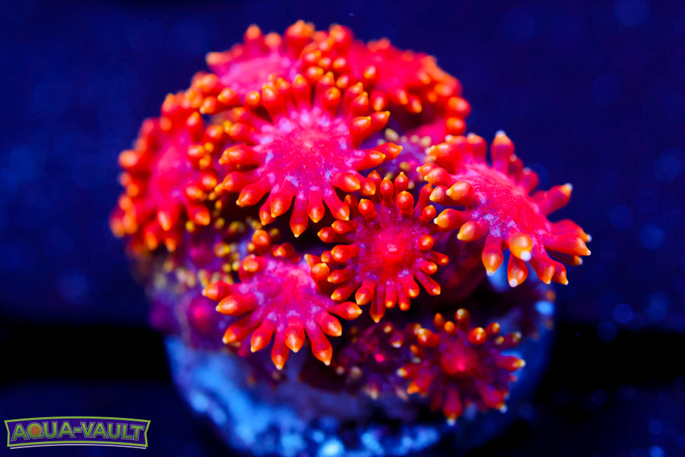 Rainbow Micro Goni