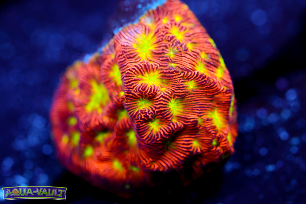 Jack o' Lantern Lepto 1