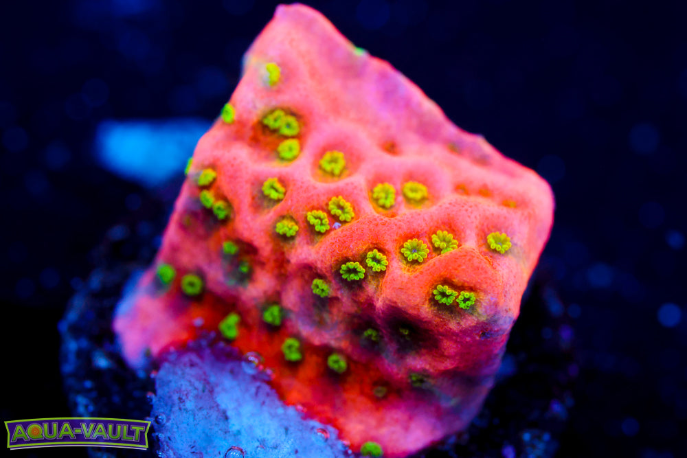 Tropic Thunder Monti