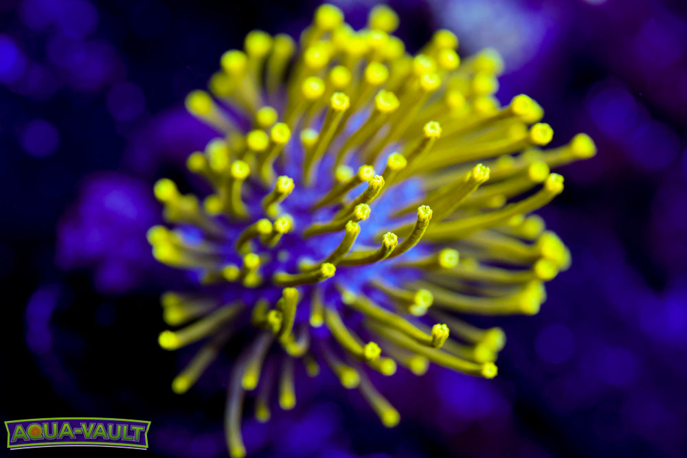 Neon Toadstool Leather